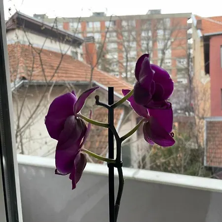 Appartement Afrodita Lux 1 *